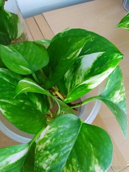 Řízky pothos / epipremnum - 3