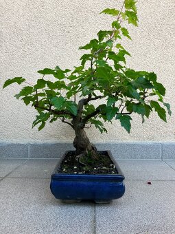 Bonsai, Bonsaj, jamadori, javor ginnala - 3