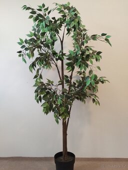 Umělý fíkovník (Fejka IKEA) - 3