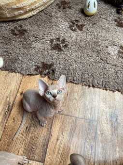 Sphynx koťátka s PP - 3