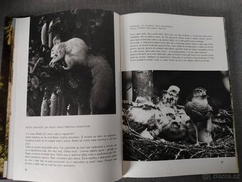 Dětská kniha- O rezaté veverce –JAKO NOVÉ - 3