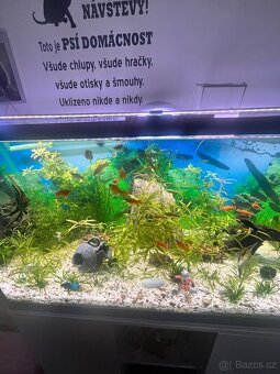 Prodám akvarium - 3