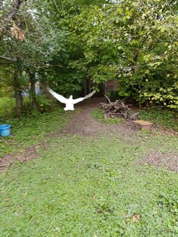 Prodám letošní husy - 3