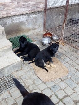 Německý ovčák - 3