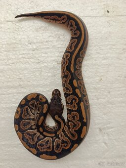 Krajta královská - 3