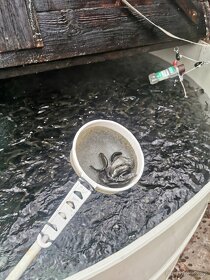 Nasada pstruha duhového. - 3