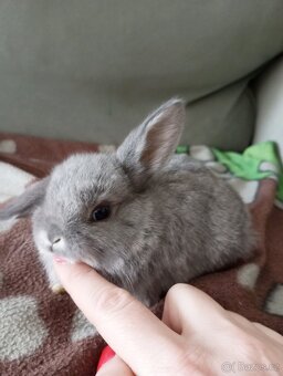 Zakrslý beránek králíček - 3