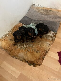 Jezevčík hladkosrstý - 3