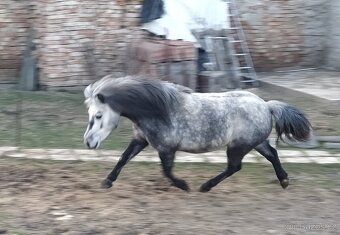 Pony klisna - 3