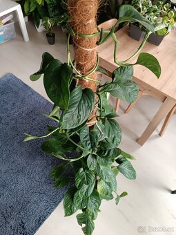 Monstera Peru - 3