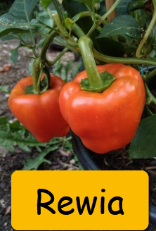 SADBA ZELENINY RAJČE, PAPRIKA, OKURKA, CUKETA.. – LZE POSLAT - 3