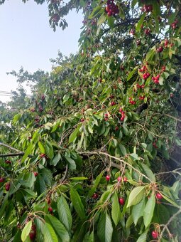 Třešně - 3