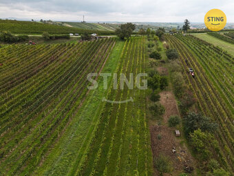 Prodej pozemků - vinohrad, 2286 m2, Čejkovice, 133578 - 3