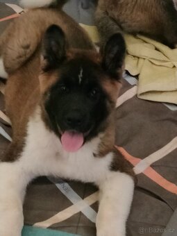 Americká Akita - 3