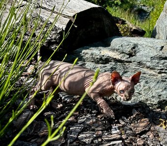 Kanadská Sphynx - 3