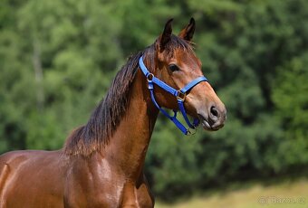 Hřebeček CS po Global Champion - 3