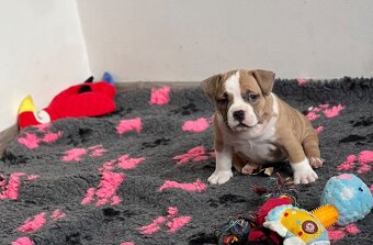 American Bully pocket - 3