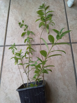 Ptačí zob, ligustrum na živý plot, sazenice - 3
