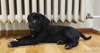 Cane Corso s PP (FCI) - 3