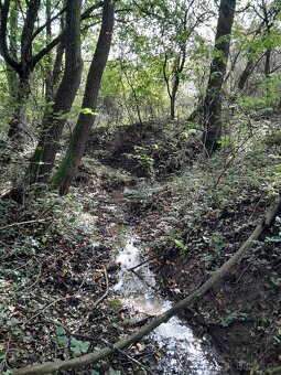 Jeřáb oskeruše zahrada - potok - 3