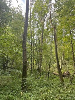 Prodám lesní pozemek na k.ú. Horní Žukov - 3