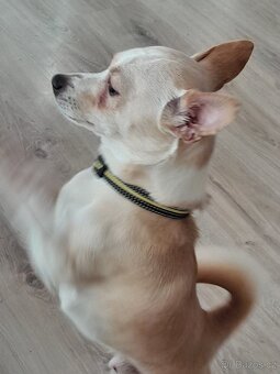 Prodám roční stěně - 3