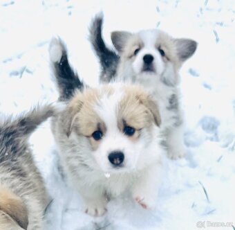 Welsh corgi pembroke s PP (FCI) - 3