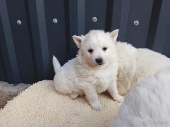 Štěňata-Německý špic střední - 3