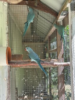 Alexandr malý/ho 2,2 - 3