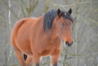 Welsh cob - hříbata 2025 - 3