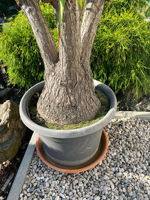 Mateční rostlina Yucca - stáří 40 let - 3