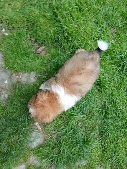 Shih-tzu, shi tzu, šicu štěně štěňátka - 3