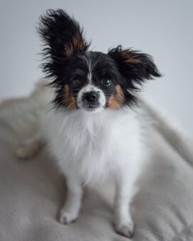 Psík papillon s Preukazom o pôvode - 3