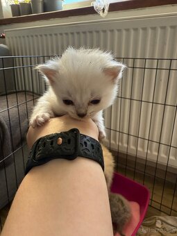 Ragdoll koťátka - 3