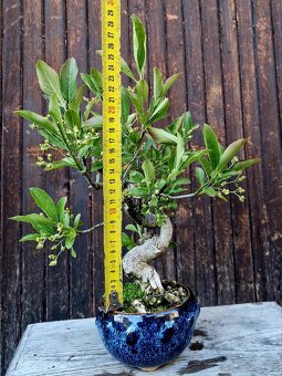Bonsai, Bonsaj - Evonymus 1 - 3