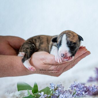 Whippet s PP - 3
