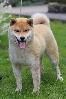 Shiba Inu s PP FCI - 3