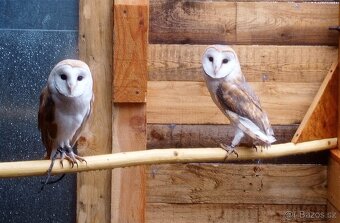 Sova pálená (Tyto alba) biela forma - 3