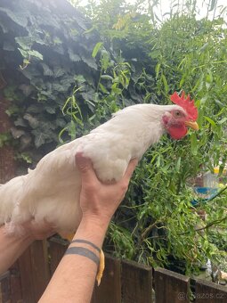 Letošní kohoutci - plemene Leghorn - 3
