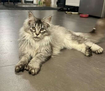 Maine coon,  mainská mývalia s PP - kocúrik - 3