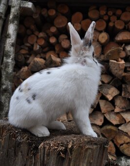 Králičí holčička - 3