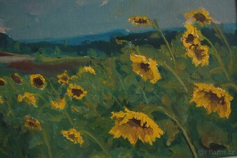 R.Procházka - Slunečnicové pole 73 - 3