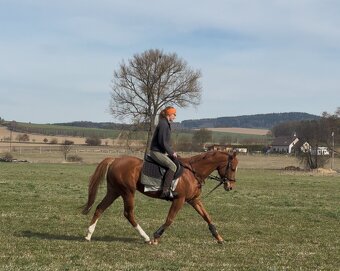 4letý valach A1/1 - 3