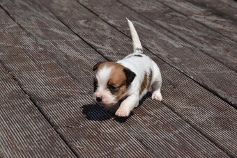 Jack Russell teriér s PP - fenka RESERVED - 3