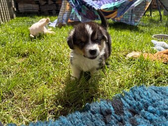 Welsh Corgi Pembroke - 3