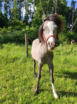 Welsh mountain pony sekce A - klisna - 3