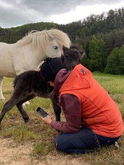 shetland pony s PP - 3