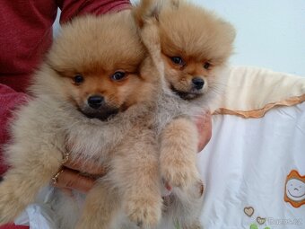 POMERANIAN - 3
