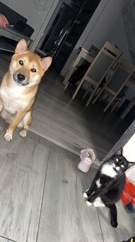 Shiba Inu - 3