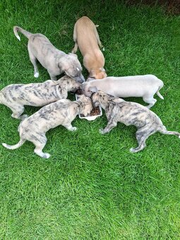 vipet/whippet štěňátka - 3